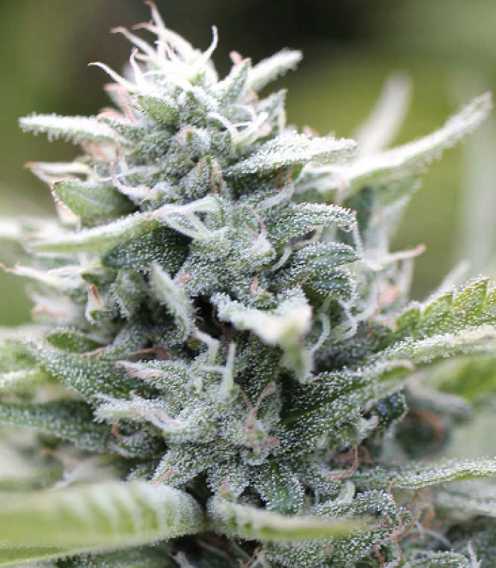Humboldt Seed Company Magic Melon feminizovaná semena