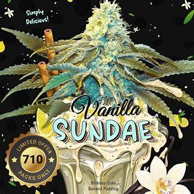 T.H. Seeds Vanilla Sundae feminizovaná semena