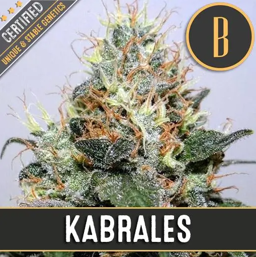 BlimBurn Seeds Kabrales feminizovaná semena