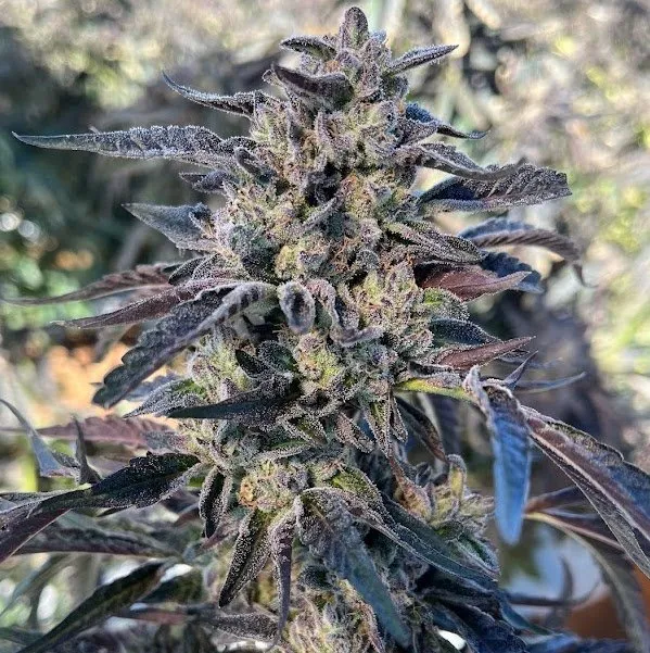 Big Mike's Genetics Cheetah Cherry Gelato feminizovaná semena, 3 ks