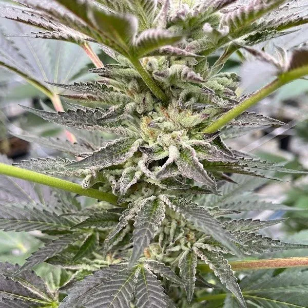 Big Mike's Genetics Cookies n Frost feminizovaná semena, 3 ks