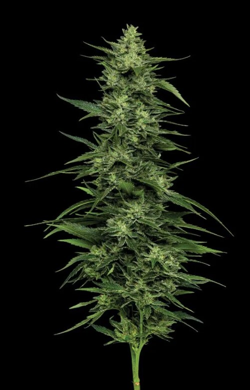Humboldt Seed Company Limez feminizovaná semena