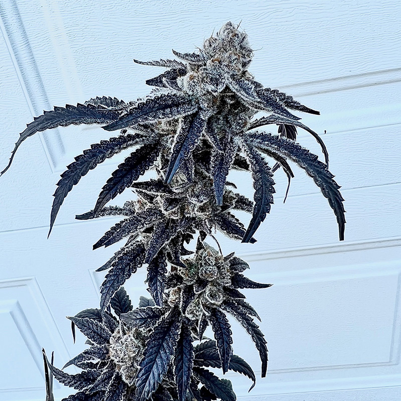 Exotic Genetix 100K feminizovaná semena