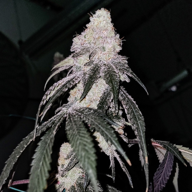 Ethos Genetics Battle Axe R1 feminizovaná semena