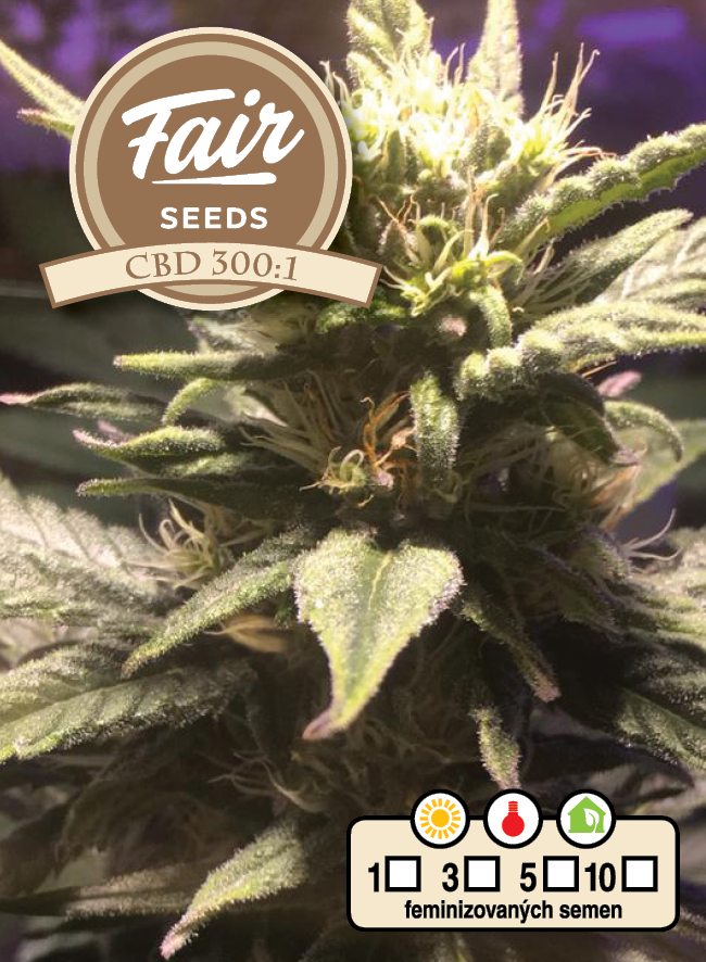 CBD 300:1 feminizovaná semena