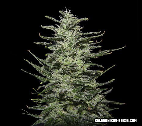 Kalashnikov Seeds Amnesia Molotov feminizovaná semena