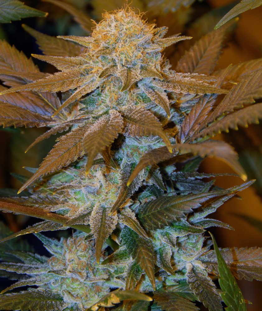 T.H. Seeds Critical HOG feminizovaná semena