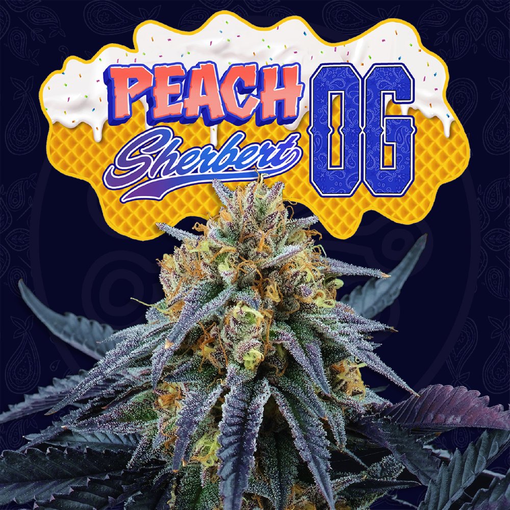 Perfect Tree Seeds Peach Sherbet OG feminizovaná semena