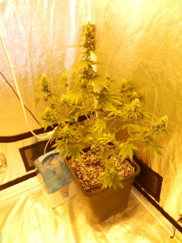 Haze Berry - feminizovaná semena 5 ks Royal Queen Seeds