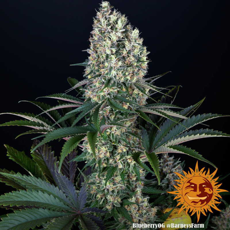 Blueberry OG - feminizované semená marihuany 5 ks Barney´s Farm
