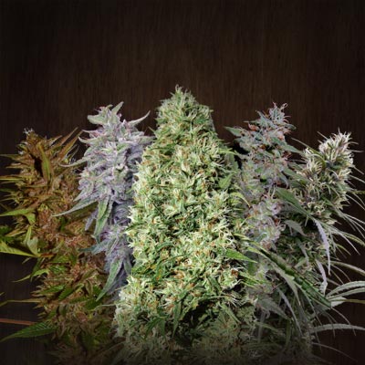 Ace Seeds ACE Mix regulérní semena