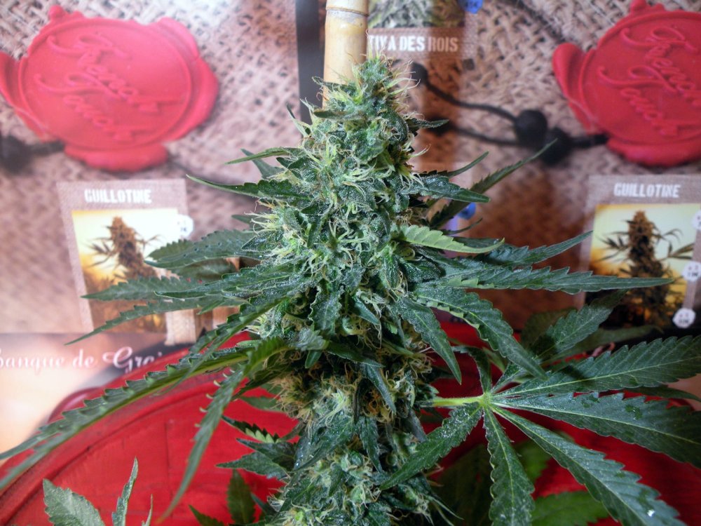 French Touch Seeds Sativa des Rois feminizované semeno