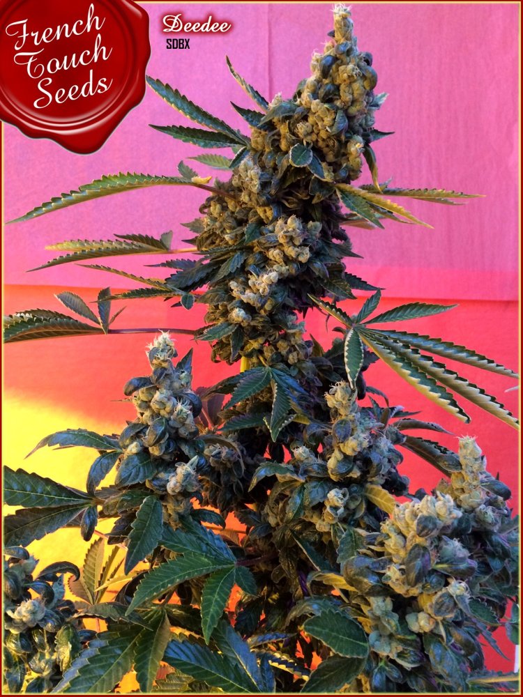 French Touch Seeds Deedee BX1 regulérní semena