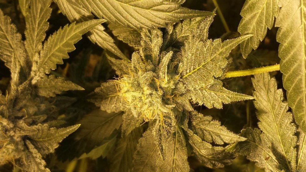 Emerald Triangle OG Critical feminizovaná semena