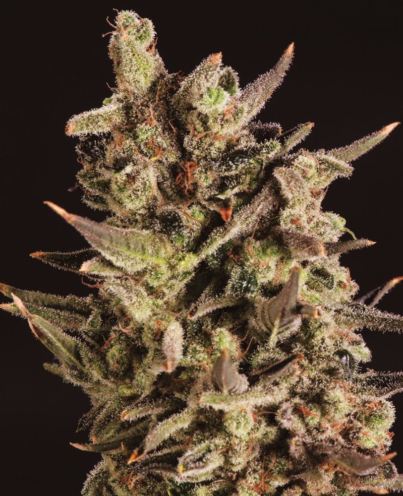Super CBDx Blueberry Headband x SCBDX feminizovaná semena