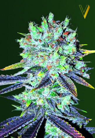 Victory Seeds Original Berry feminizovaná semena
