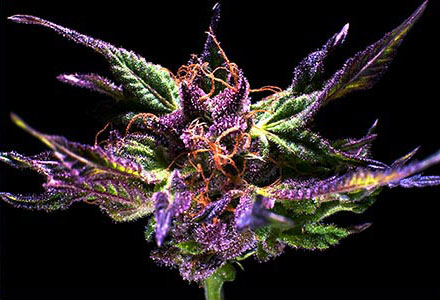 Grand Daddy Genetics Ken's Original GDP feminizovaná semena