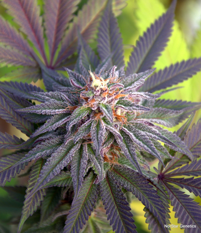 Norstar Genetics Grand Poohbah regulérní semena