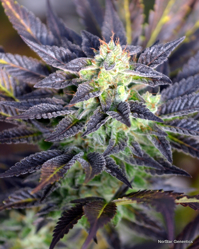 Norstar Genetics Pretty Wicked regulérní semena