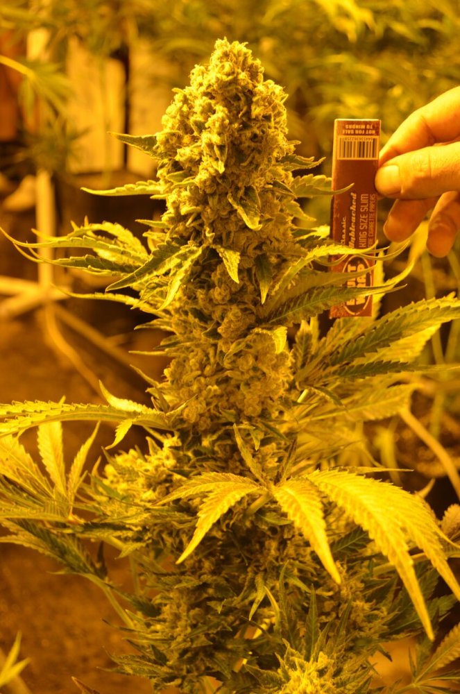 Emerald Triangle Critical 707 feminizovaná semena
