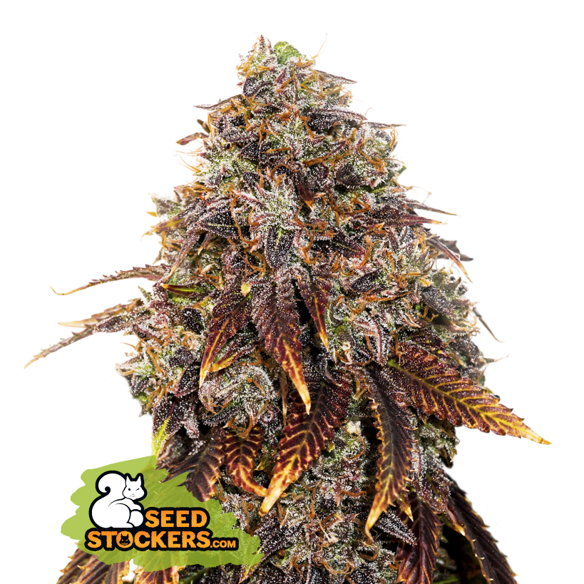 Seedstockers Gelato 41 feminizovaná semena