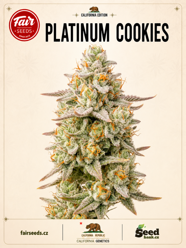 Fair Seeds Platinum Cookies feminizovaná semena
