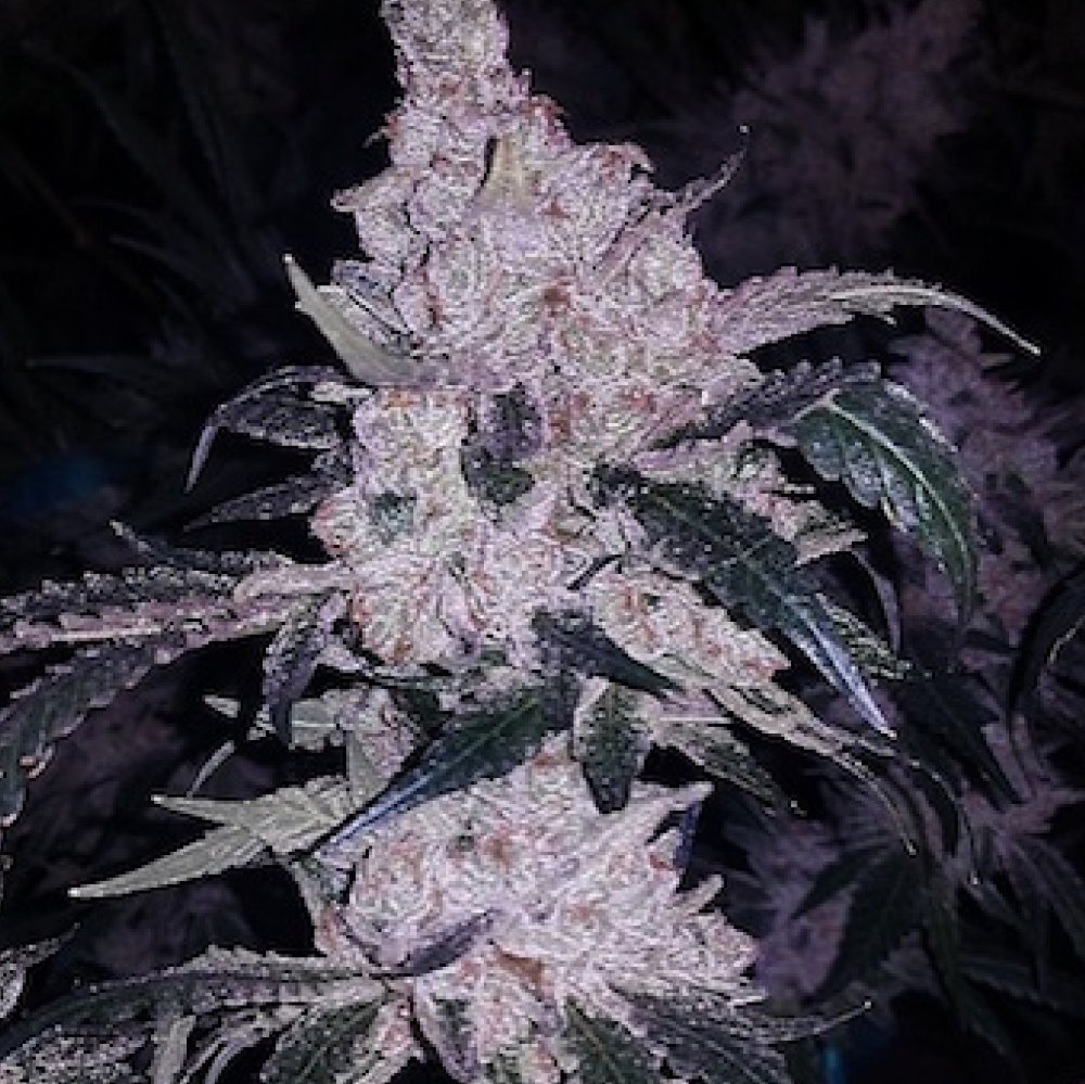Ethos Genetics Headband Cookies Bx1 regulérní semena