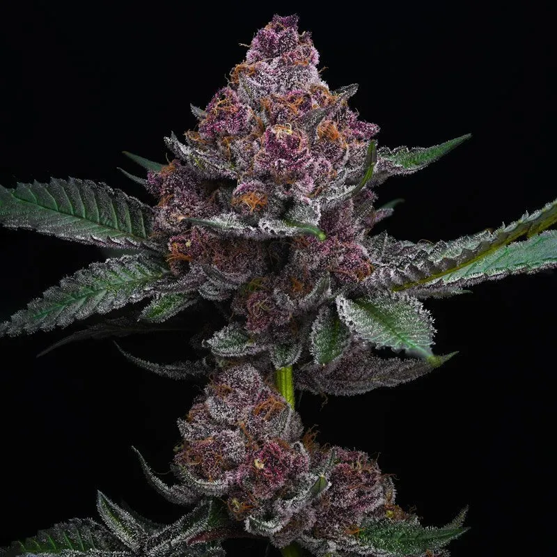 Big Mike's Genetics Cheetah Runtz feminizovaná semena