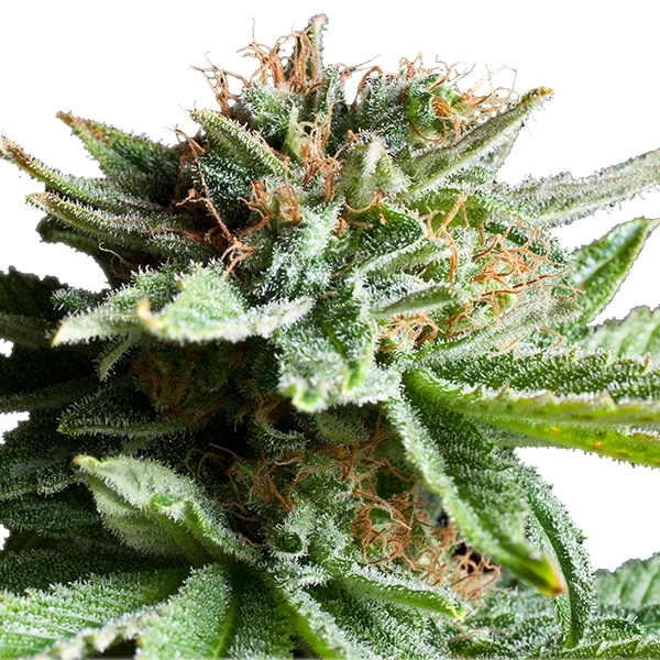 Shining Silver Haze - feminizovaná semínka 5 ks Royal Queen Seeds