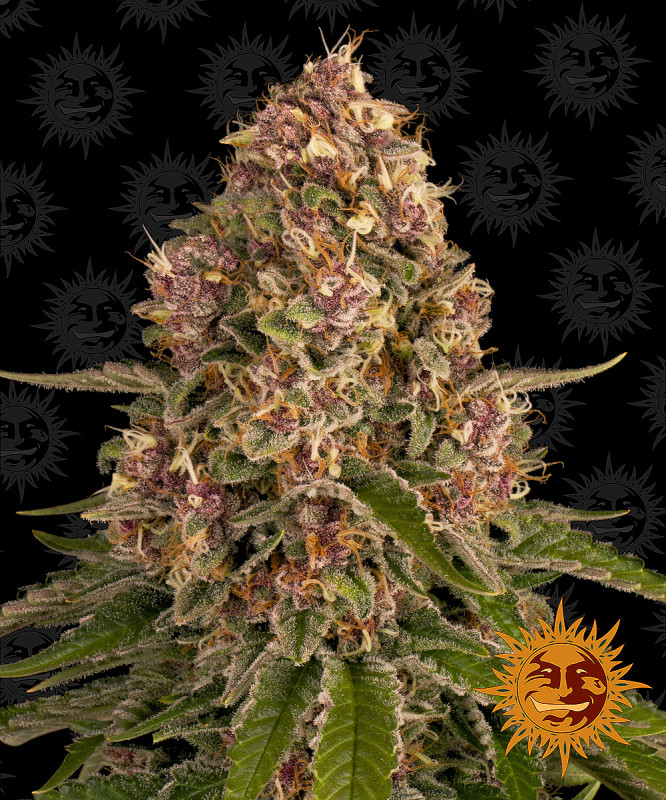 Pink Kush - feminizované semená marihuany 3 ks Barney´s Farm
