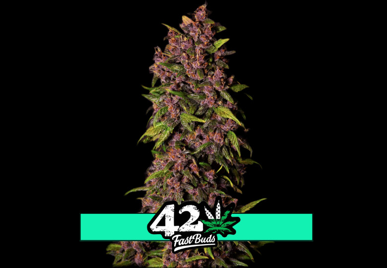 Crystal Meth Auto - samonakvétacie semená marihuany 3 ks Fast Buds