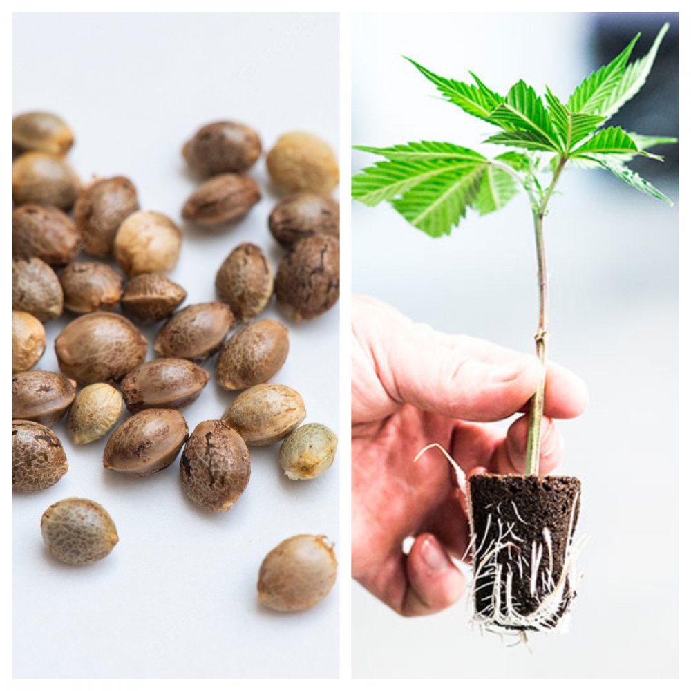 Cannabissamen und -pflanzen