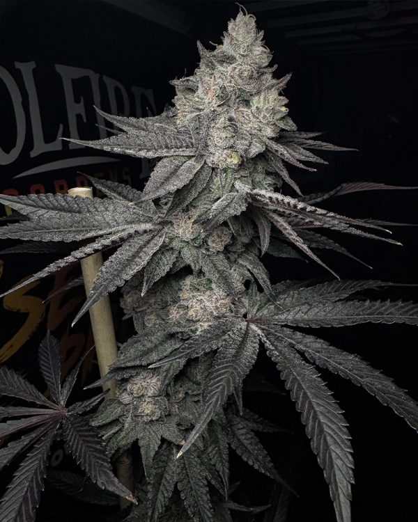 Solfire Gardens Lucid Vision feminizovaná semena