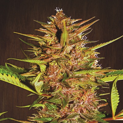 Ace Seeds Pakistani Chitral Kush feminizovaná semena
