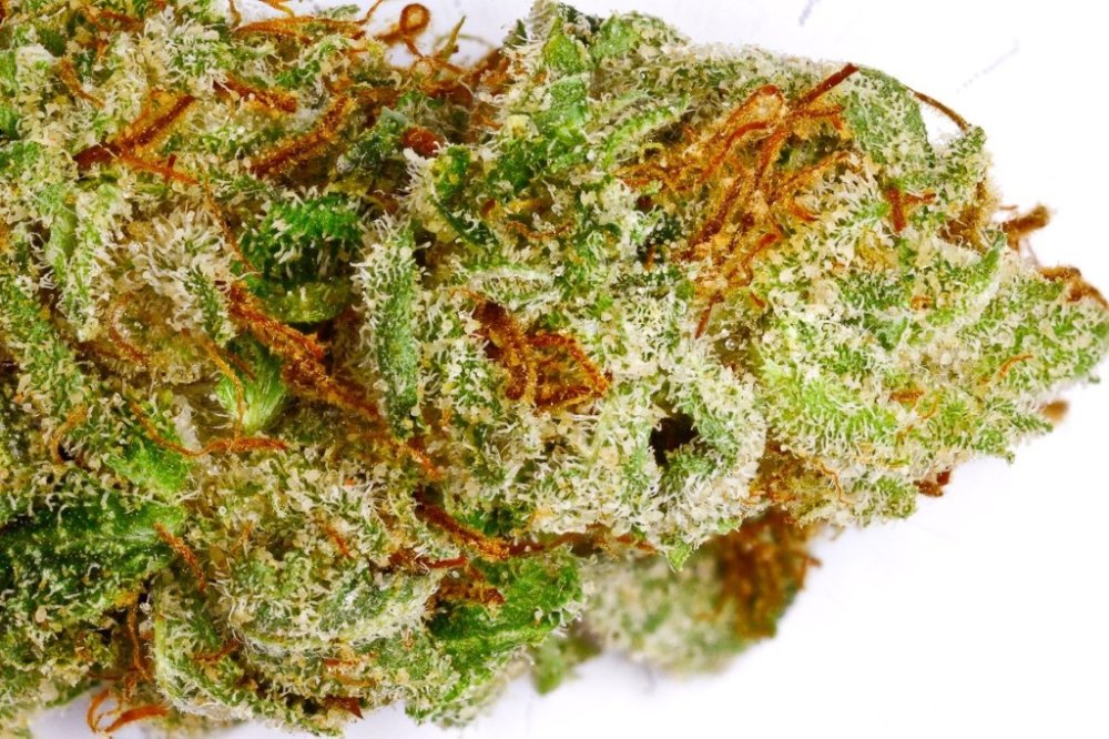Emerald Triangle Super Sour OG feminizovaná semena
