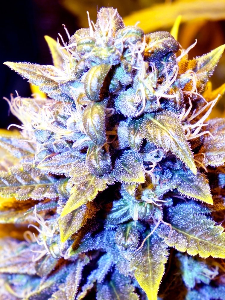 Super CBDx Black Kush x SCBDX feminizovaná semena