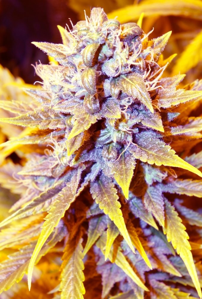 Super CBDx San Francisco OG x SCBDX feminizovaná semena