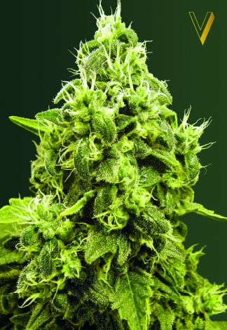 Victory Seeds Jack Hammer feminizovaná semena