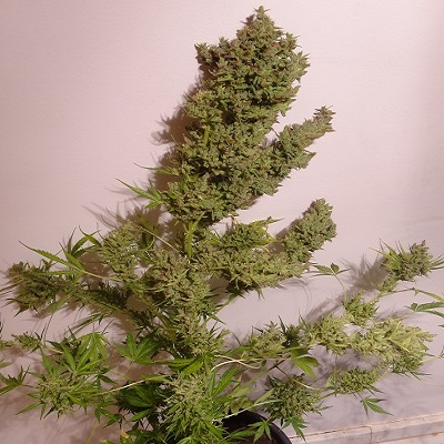 Ace Seeds Malawi x NL Auto feminizovaná semena