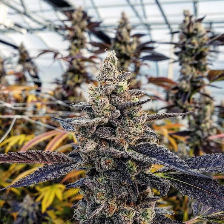 Divine Genetics Chem Cookies feminizovaná semena