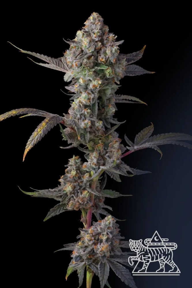 Paradise Seeds x Compound Genetics Jet Puft feminizovaná semena, 5 ks