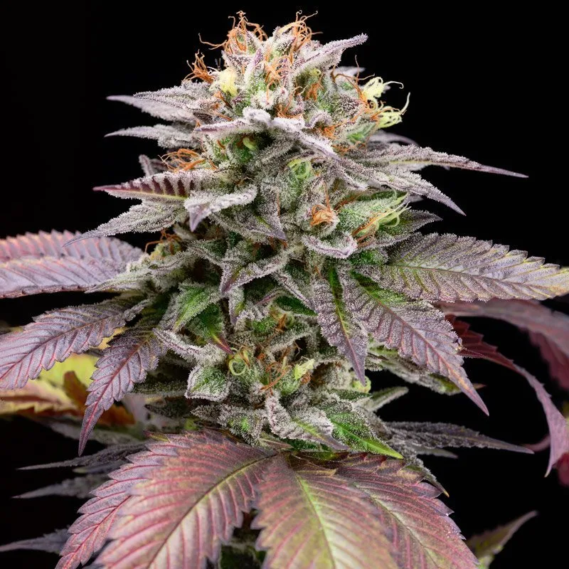 Big Mike's Genetics Blue Knuckle Punch feminizovaná semena, 3 ks
