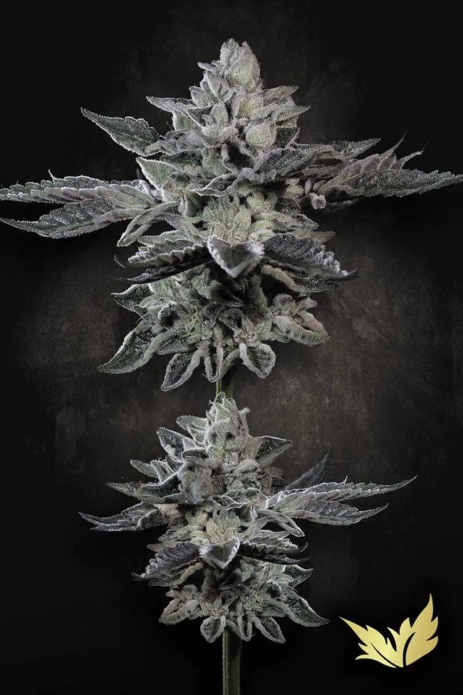Paradise Seeds G-Force Limited Edition feminizovaná semena
