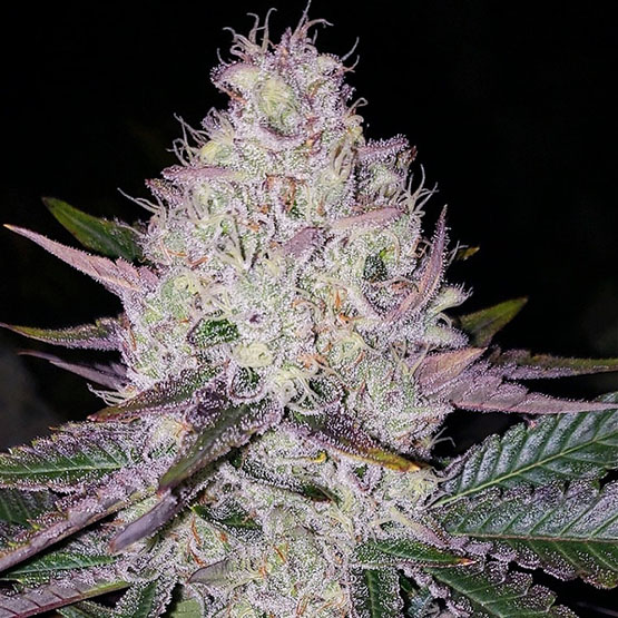 Ethos Genetics Lemon Berry Candy OG regulérní semena