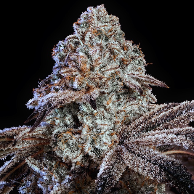 Ethos Genetics Psy-Op R1 feminizovaná semena