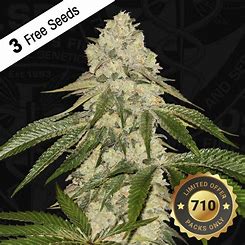 T.H. Seeds Pisthash 710 Biscotti x Macaron feminizovaná semena