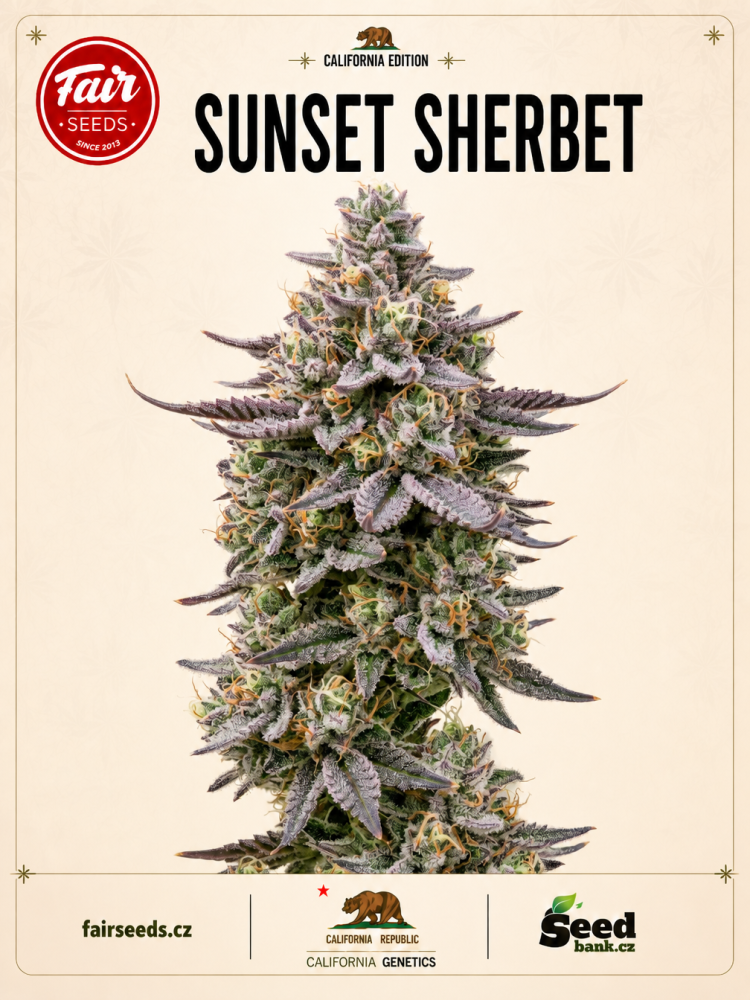 Fair Seeds Cali Weed Sunset Sherbet feminizovaná semena