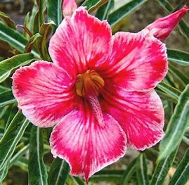 Pouštní růže Adenium Obesum Hunter, semena