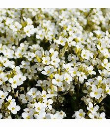 Tařicovka (Lobularia maritima), osivo okrasné rostliny
