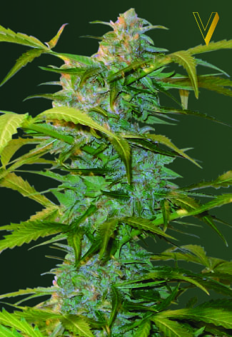 Victory Seeds Heaven Auto samonakvétací semena